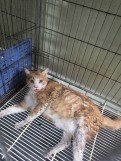 보호중 한국 고양이…